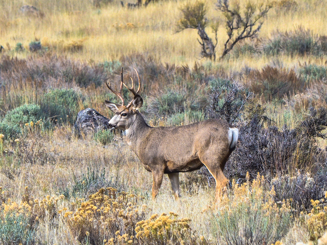 A buck feeding in open sage can be a difficult animal to stalk.